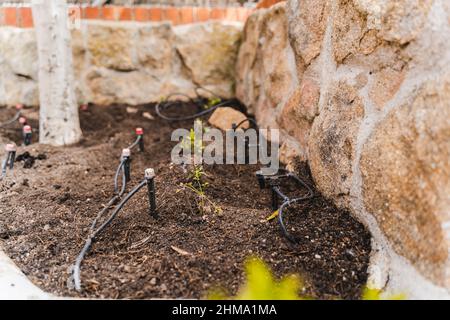 Grüne Sprossen in Reihe in fruchtbaren Boden des Gartenbettes in der Nähe Steinmauer auf der Straße mit Bäumen am Sommertag gepflanzt Stockfoto
