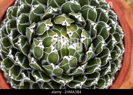 Agave victoriae reginae, Hochwinkelansicht Stockfoto