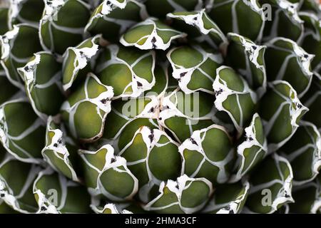 Queen Victoriae Agave Pflanze aus dem hohen Winkel Stockfoto