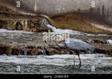 Ein großer Blaureiher in einem kleinen Fluss in Quebec, Kanada Angeln. Er hat einen Fisch in seinem Schnabel gefangen und macht sich nun bereit, ihn zu essen. Stockfoto