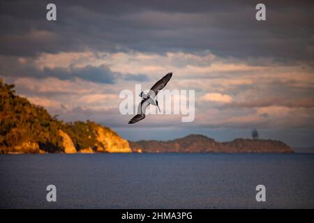 Wilder Pelikan mit ausgebreiteten Flügeln, die über dem plätschernden Meer gegen den Bergrücken und den wolkigen Himmel in der Natur von Costa Rica emporragen Stockfoto