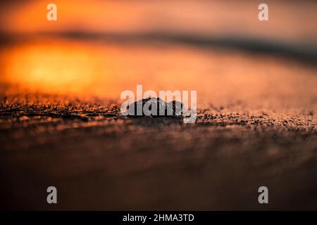 Selektiver Fokus der Babyschildkröte, die während des Sonnenuntergangs in Costa Rica auf nassem Boden kriecht Stockfoto