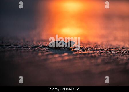 Selektiver Fokus der Babyschildkröte, die während des Sonnenuntergangs in Costa Rica auf nassem Boden kriecht Stockfoto