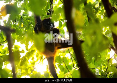 Eichhörnchen Affen sitzen auf Baumstamm in grünem Dickicht im Wald von Costa Rica an sonnigen Tag Stockfoto