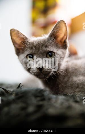 Entzückende kleine russische blaue Katze mit grauem Fell, die auf die Kamera schaut, während sie auf schwarzem Hintergrund im Zimmer liegt Stockfoto