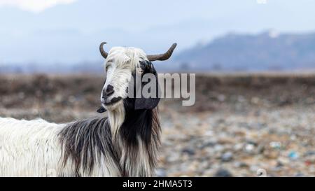 Ziegenkopf mit selektivem Fokus und blauem Hintergrund Stockfoto