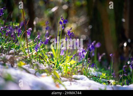 Bluebells, im Schnee, Stockfoto