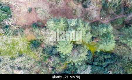 Direkt über der Luftdrohne in Vollbildaufnahme von grünen smaragdgrünen Kiefernwäldern und gelben Laubwäldern mit schöner Baumstruktur. Wunderschöne Herbstsaison Landschaft. Berge in herbstlichen goldenen Farben. Hochwertige Fotos Stockfoto