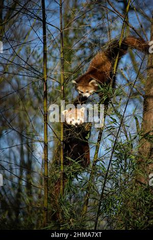 Ein gefährdeter roter oder kleiner Panda (ailurus fulgens), der in Gefangenschaft einen Baum klettert Stockfoto