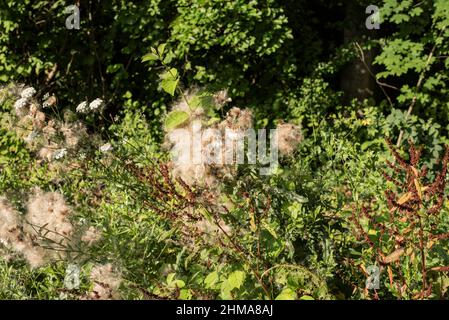 Schleichende Disteln und Sauerampfer mit wilden Karotten auf einer sonnigen Wiese Stockfoto