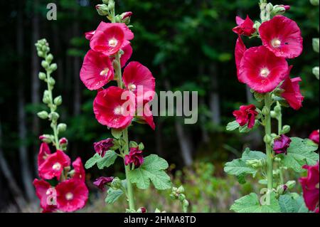 Malvone (Alcea Rosea) ist eine Zierpflanze aus der Familie der Malvaceae. Große, purpurrote Blüten Stockfoto