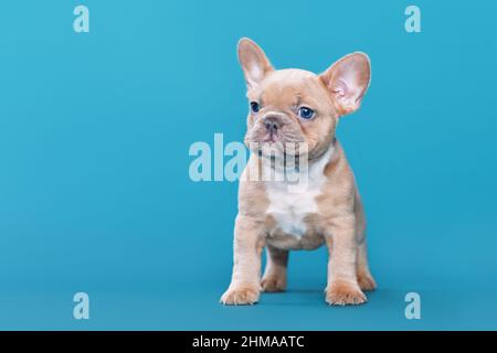 Lila rot Fawn Französisch Bulldog Hund Welpen auf blauem Hintergrund Stockfoto