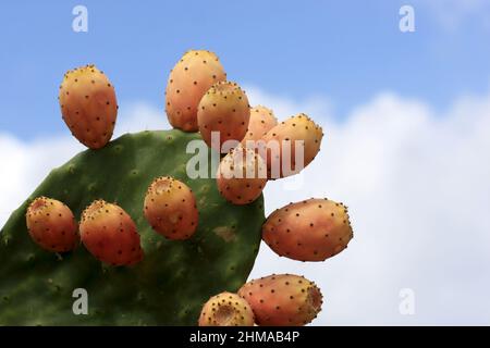 Opuntia ist eine Gattung in der Kaktusfamilie. Kreta Stockfoto