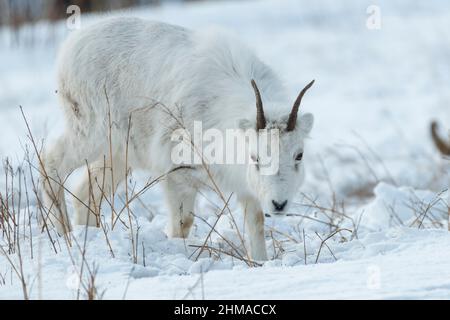 Junge männliche Dall Schafe auf der Suche nach Nahrung im Schnee Stockfoto