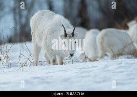 Junge männliche Dall Schafe auf der Suche nach Nahrung im Schnee Stockfoto