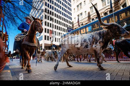 Cowboy zu Pferd hütet in der Innenstadt von san antonio Stockfoto