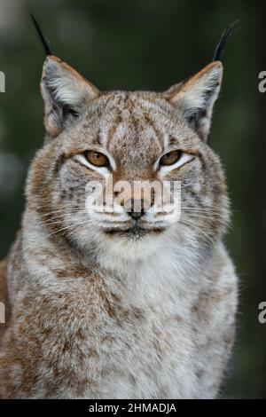 Lynx Portrait in der Sommerzeit. Wildlife-Szene aus der Natur. Wildes Tier im natürlichen Lebensraum Stockfoto