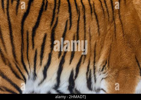 Tiger-Muster. Echte Fellhaut Textur. Tierdruck Muster Kachel Hintergrund Stockfoto