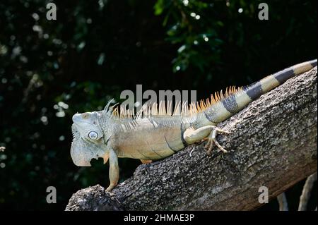 Männlicher grüner Leguan (Iguana Leguan), Rio Bebedero, Costa Rica, Mittelamerika Stockfoto