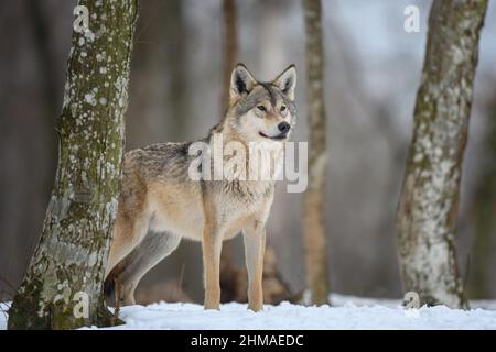 Grauer Wolf, Canis lupus im Winterwald. Wolf im Naturlebensraum Stockfoto