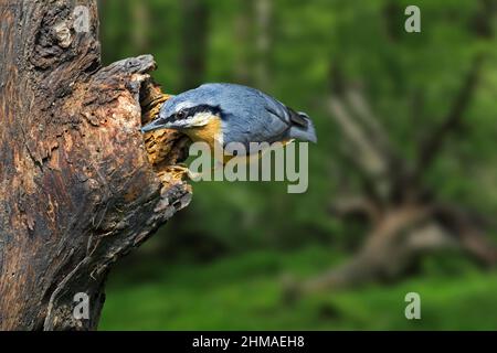 Eurasischer Nuthatch / Holznuthatch (Sitta europaea) auf der Nahrungssuche am Baumstamm im Wald Stockfoto