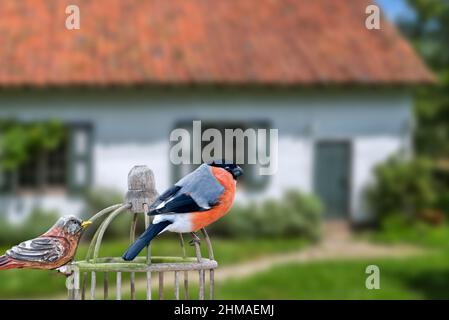 Eurasischer Gimpel / gewöhnlicher Gimpel (Pyrrhula pyrrhula) auf Vogelfutterhäuschen / Vogelfutterhäuschen im Garten des Hauses auf dem Land Stockfoto