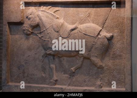 Kalkstein geschnitzt Kaiser Taizongs Pferd Quanmaogua aus Chinas Tang-Dynastie Ausstellung in der chinesischen Rotunde von Asien Galerien im Penn Museum.Philadelphia.Pennsylvania.USA Stockfoto