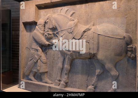 Das kalkgeschnitzte Relief des Kaiser Taizong Pferdesaluzi aus der chinesischen Tang-Dynastie wird in den Galerien der Chinesischen Rotunde Asiens im Penn Museum der Universität von Pennsylvania ausgestellt.Philadelphia.Pennsylvania.USA Stockfoto