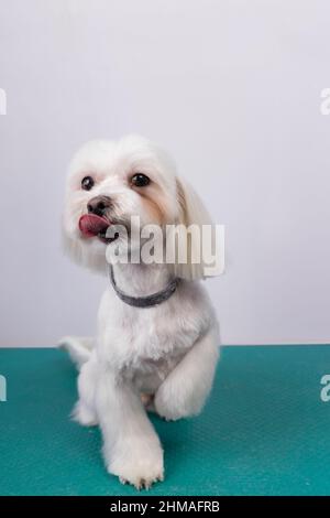 Schöner maltesischer Spielzeughund auf dem Tisch im Friseursalon. Porträt eines wackeligen weißen Hundes, der in der Tierarztklinik gepflegt wird. Cute doggy posiert in Pistenstudio Stockfoto