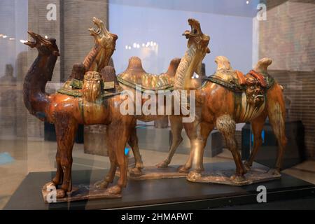 Glasierte Töpferwaren von Kamelen aus der chinesischen Tang Dynastie, auch bekannt als Tang Sancai Kamele, werden im Penn Museum ausgestellt.Universität von Pennsylvania.Philadelphia.Pennsylvania.USA Stockfoto