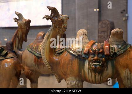 Verglaste Töpferwaren von Kamelen aus der chinesischen Tang Dynastie, auch bekannt als Tang Sancai Kamele, werden in den Galerien der Chinesischen Rotunde Asiens im Penn Museum ausgestellt.Universität von Pennsylvania.Philadelphia.Pennsylvania.USA Stockfoto