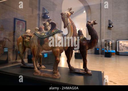 Verglaste Töpferwaren von Kamelen aus der chinesischen Tang Dynastie, auch bekannt als Tang Sancai Kamele, werden in den Galerien der Chinesischen Rotunde Asiens im Penn Museum ausgestellt.Universität von Pennsylvania.Philadelphia.Pennsylvania.USA Stockfoto