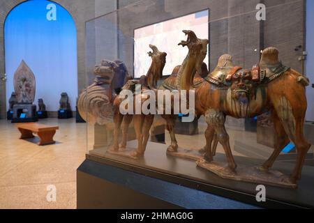 Verglaste Töpferwaren von Kamelen aus der chinesischen Tang Dynastie, auch bekannt als Tang Sancai Kamele, werden in den Galerien der Chinesischen Rotunde Asiens im Penn Museum ausgestellt.Universität von Pennsylvania.Philadelphia.Pennsylvania.USA Stockfoto