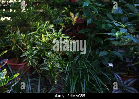 Codiaeum oder Croton ist eine Zimmerpflanze mit gelb-grünen Blättern. Das Konzept der wachsenden grünen Pflanzen in Blumentöpfen. Es sind Sträucher mit ledrigen Blättern. Stockfoto