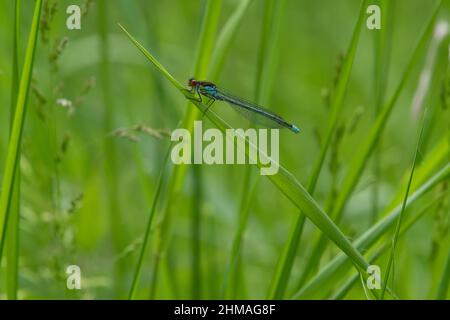 Männliche rotäugigen Damselfly Stockfoto