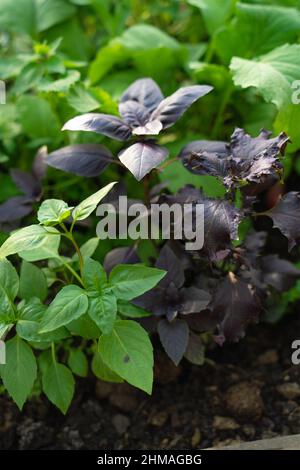 Verschiedene Sorten von rotem und grünem Basilikum. Das Konzept des Gartenbaus und des Anbaus von Kräutern und Gewürzen. Stockfoto