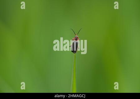 Cantharis rustica Stockfoto