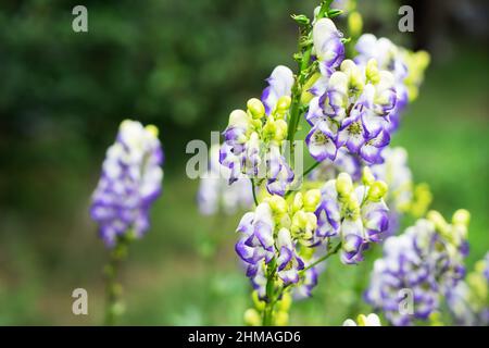 Aconitum, auch bekannt als Aconit, Monkshood, Wolf's-bane, Leopard's bane, mousebane, Damenkraut, Teufelshelm, Königin der Gifte oder blaue Rakete, fließen Stockfoto