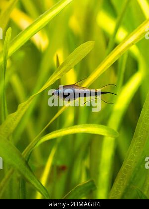 kaisersalmler (Nematobrycon palmeri) isoliert in Wasserfischen mit verschwommenem Hintergrund Stockfoto