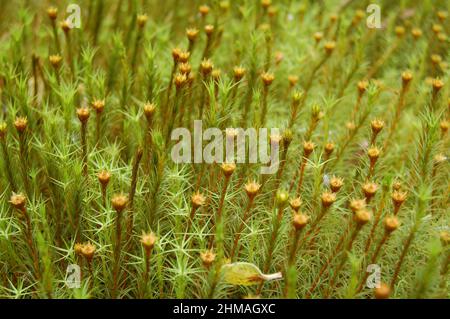 Sphagnum- Polytrichaceae Stockfoto