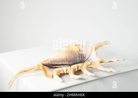 Leere Muschel Lambis scorpius, gebräuchlicher Name die Skorpionschnecke oder Skorpionspinnenschnecke auf weißem Tisch auf weißem Hintergrund. Kopierbereich, isoliert auf w Stockfoto