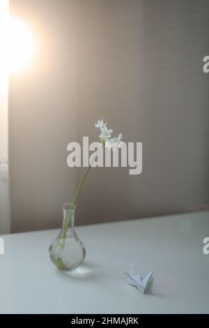 daffodil in einer Vase auf dem Tisch in einem sonnigen Raum Stockfoto