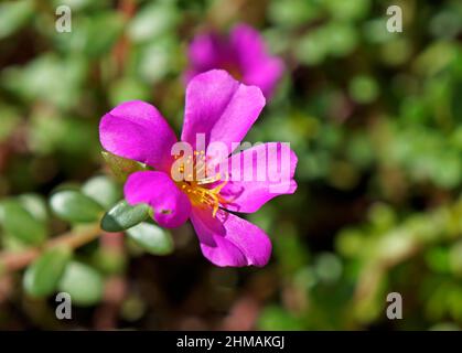Rosa Moosrose (Portulaca grandiflora) Stockfoto