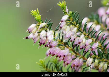 Makroaufnahme von rosa Heidekraut (calluna vulgaris), bedeckt mit Wassertropfen Stockfoto
