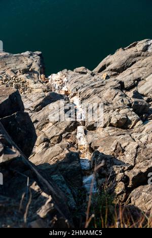 Quarzgang auf Schiefergestein neben dem Gabriel y Galan Reservoir Extremadura Stockfoto