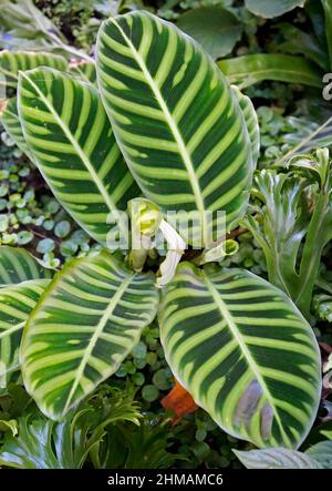 Zebrapflanze (Calathea zebrina) im Garten Stockfoto