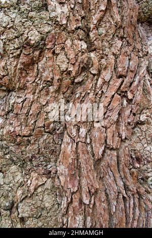 Alte Holzrinde Hintergrund aus der Nähe, rissig, rau und strukturiert. Stockfoto