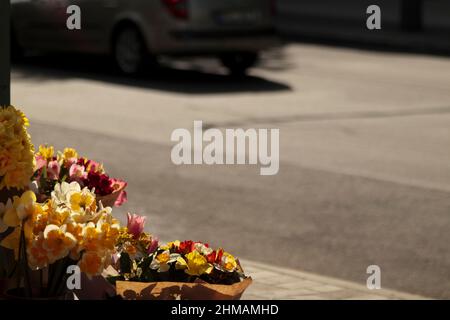 Blumen in den Strahlen der untergehenden Sonne. Verschwommene Asphaltstraße wird als Hintergrund verwendet. Stockfoto