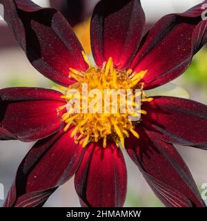 Nahaufnahme einer Verrones Obsidian Dahlia-Blütenblüte Stockfoto