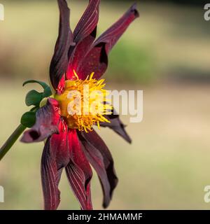 Nahaufnahme einer Verrones Obsidian Dahlia-Blütenblüte Stockfoto